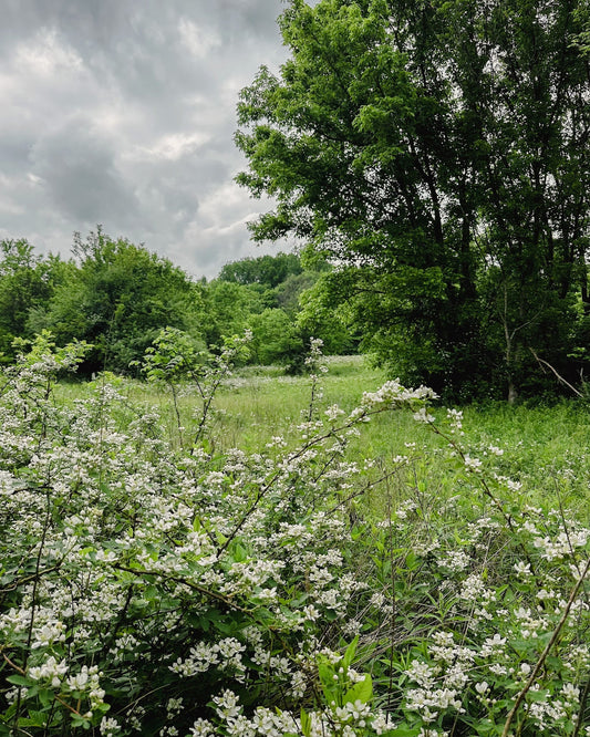 Spring in Full Bloom