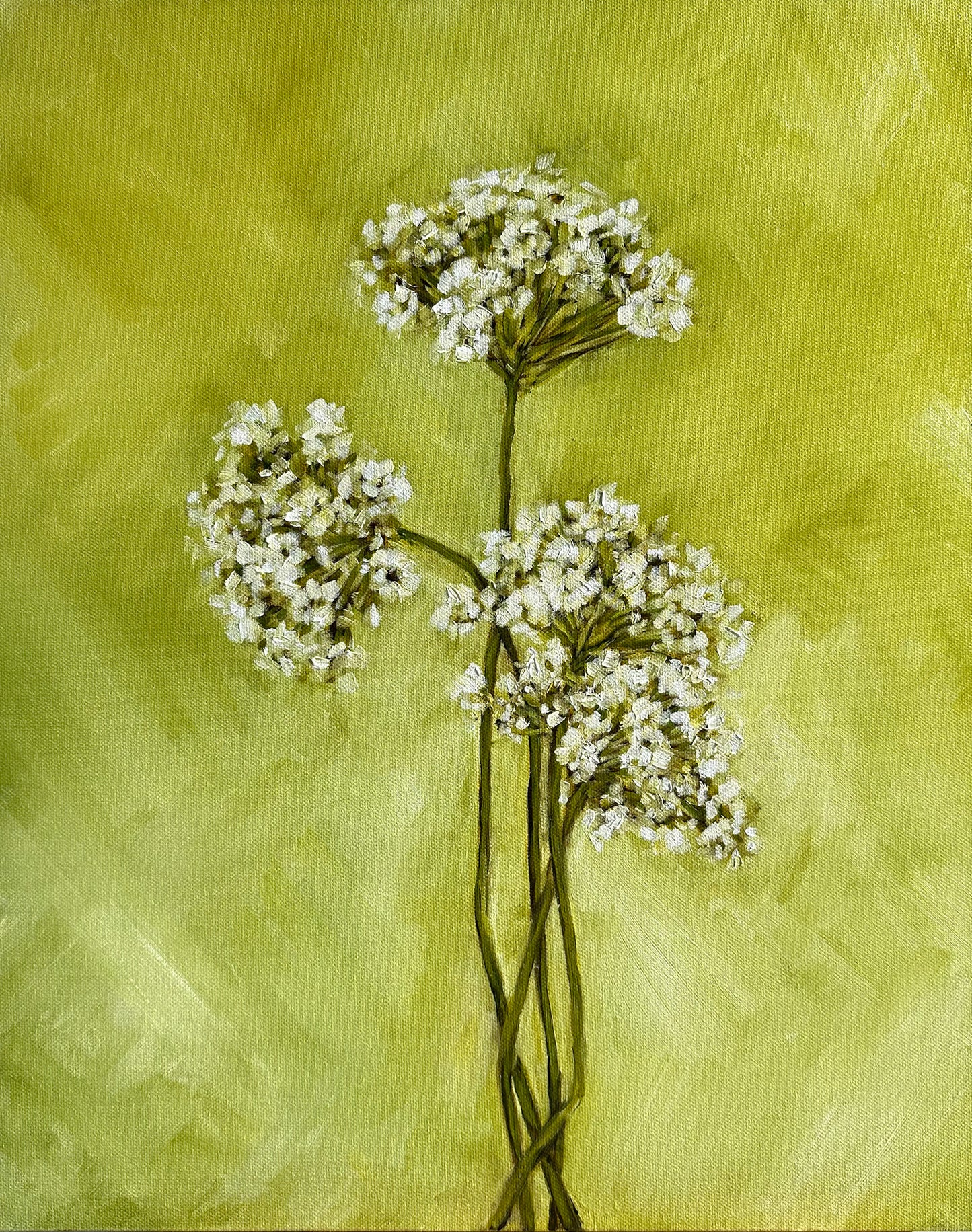 Queen Anne's Lace